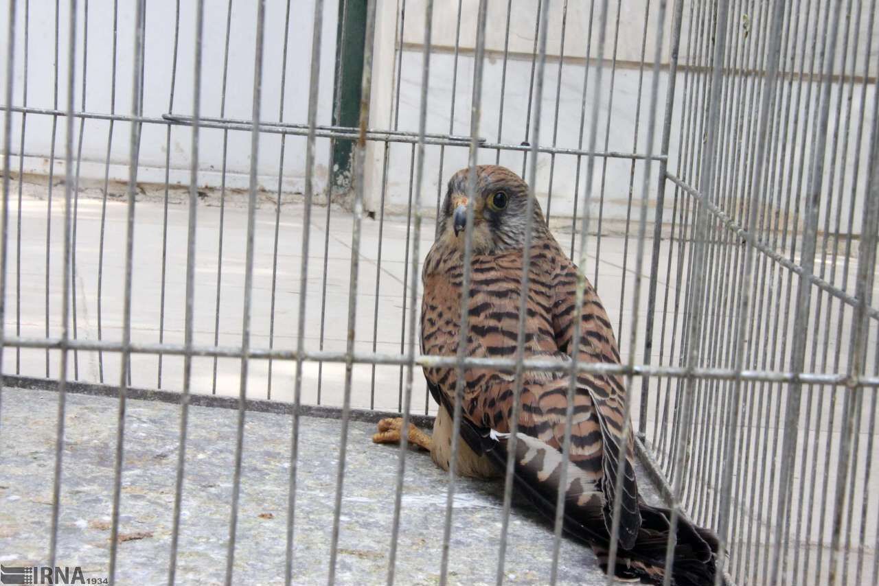 دستگیری باند قاچاقچیان پرندگان شکاری توسط مرزبانی گلستان
