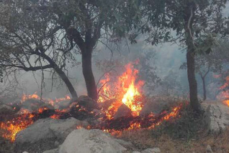 جنگل جهان نما کردکوی دچار آتش سوزی شد