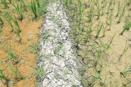 خشکسالی و ضرورت مدیریت مصرف آب در گلستان
