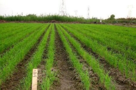 کاهش مصرف آب در شالیزارهای گلستان با خشکه‌کاری برنج
