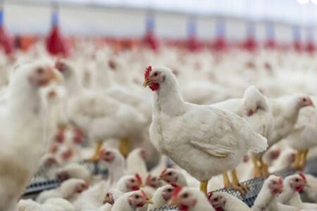 کشف بیش از ۲ تن مرغ زنده فاقد مجوز در آزادشهر