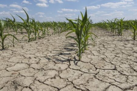 کشاورزان گنبد برای جبران خسارت خشکسالی چشم انتظار حمایت دولت هستند