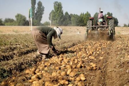بسته شدن مرز ترکمنستان،صنایع تبدیلی را ازخرید سیب زمینی تازه چین منصرف کرد