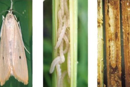 “ساقه خوارشالی” در کمین خزانه ها/ برنج کاران مراقب باشند