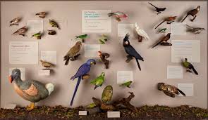 لزوم ساخت موزه برای معرفی گونه های مختلف پرندگان در ایران