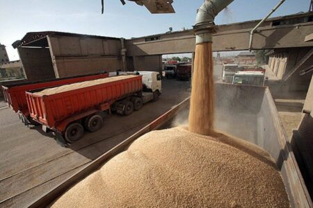 پیش بینی برداشت بیش از ۴۴ هزار تن گندم از مزارع کشاورزی شهرستان آزادشهر