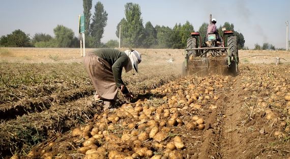 گلستان در انتظار پایانه صادرات محصولات کشاورزی