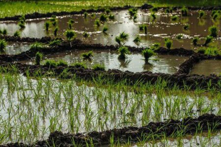 خسارت خشکسالی به ۱۵هزار هکتار از شالیزارهای گلستان؛ سطح زیرکشت برنج ۳۰هزار هکتار کمتر شد