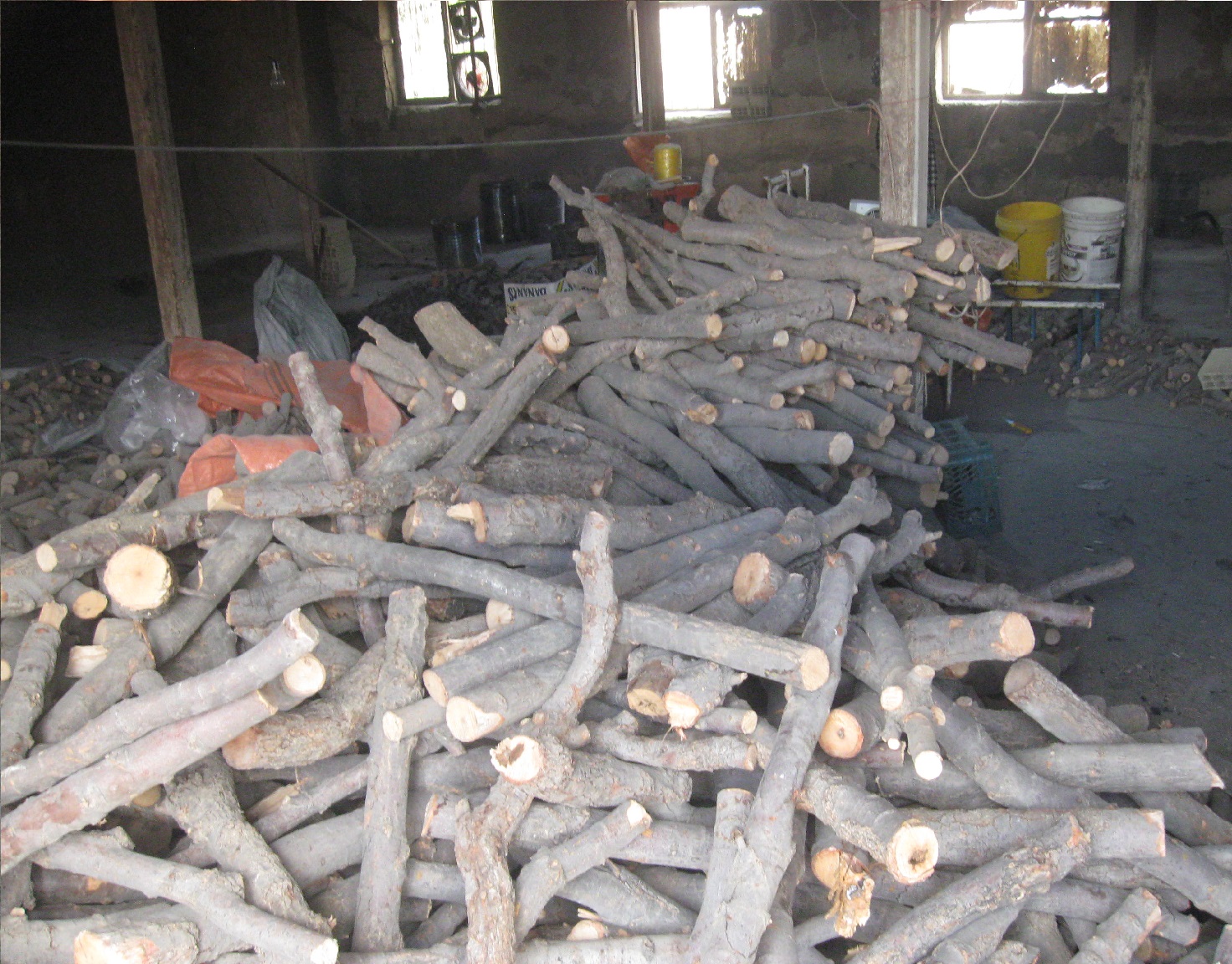 ۷۰۰ هکتار زراعت چوب سال گذشته در گلستان انجام شد