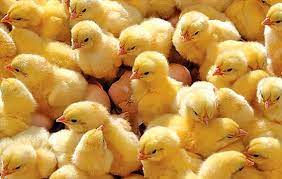 پیش بینی تولید ۲۳ هزار تن مرغ در گلستان