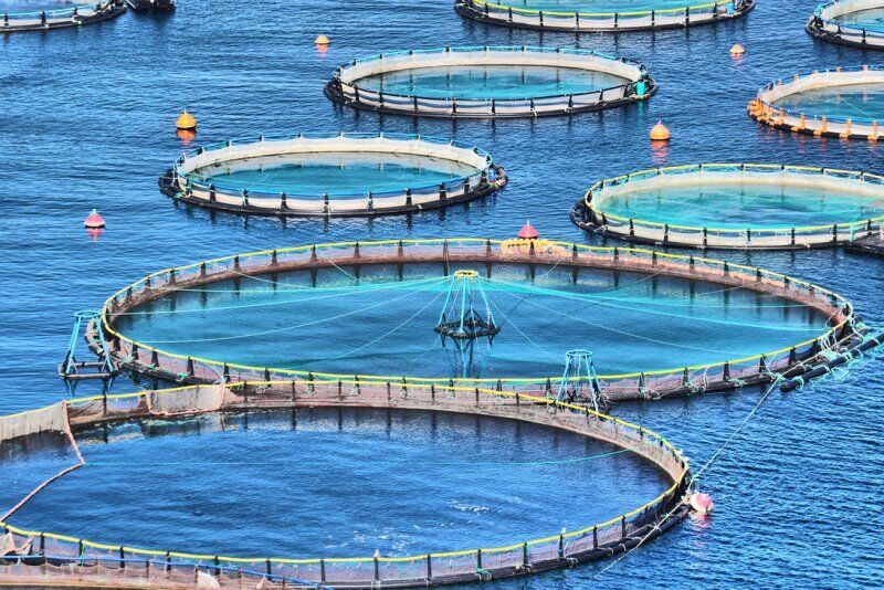 استقرار ۶۹ قفس و پن در آب های گلستان/ ۴۰۰ تن ماهی برداشت می شود