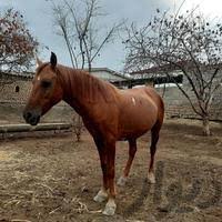 جشنواره ملی زیبایی اسب اصیل ترکمن در گنبدکاووس برگزار می‌شود