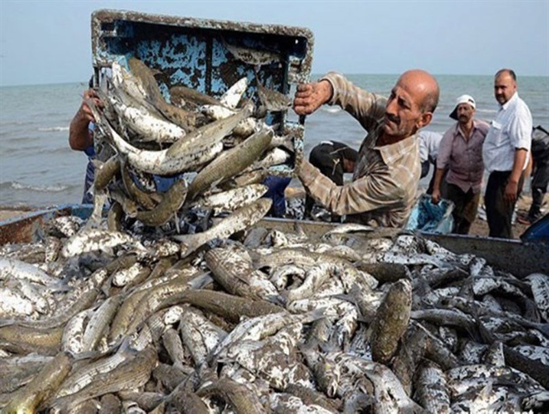 امسال  بیش از ۸۰۰ صیاد گلستانی اقدام به صید ماهیان استخوانی می‌کنند
