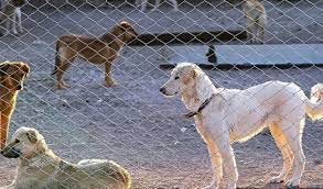 سگ های آزاد در محلات شهر کردکوی ساماندهی می شوند