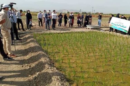 ۳ هزار هکتار کشت شالی به روش خشکه‌کاری در گلستان انجام می‌شود