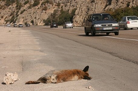 وقوع ۹۰ درصد تلفات جاده‌ای حیات وحش استان در پارک ملی گلستان 