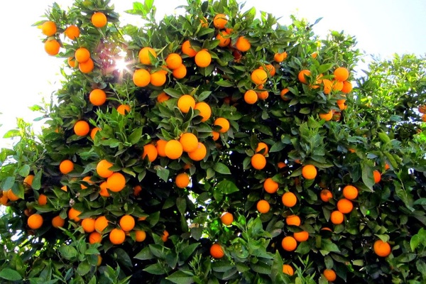 ۱۰۰هزار تن پرتقال در گلستان برداشت می شود